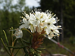 PICT7695.JPG