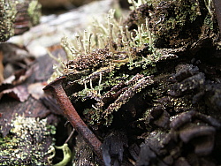 PICT7805.JPG