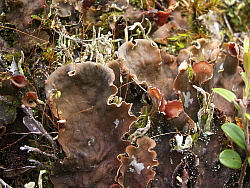 PICT7811.JPG