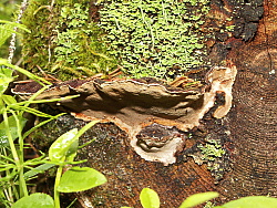 PICT7853.JPG